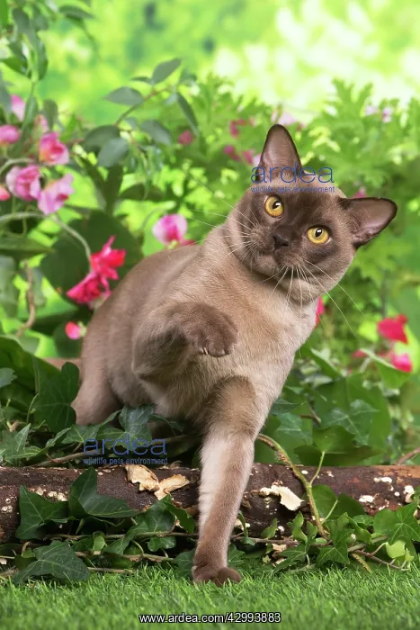: Burmese cat outdoors in the garden : Burmese cat outdoors in the garden