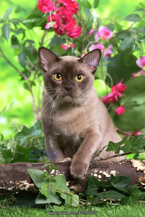 : Burmese cat outdoors in the garden : Burmese cat outdoors in the garden