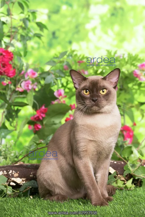 : Burmese cat outdoors in the garden : Burmese cat outdoors in the garden