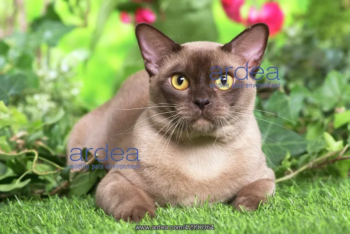 : Burmese cat outdoors in the garden : Burmese cat outdoors in the garden