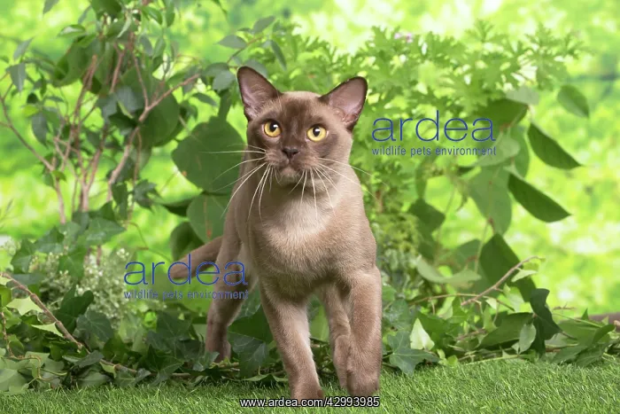 : Burmese cat outdoors in the garden : Burmese cat outdoors in the garden
