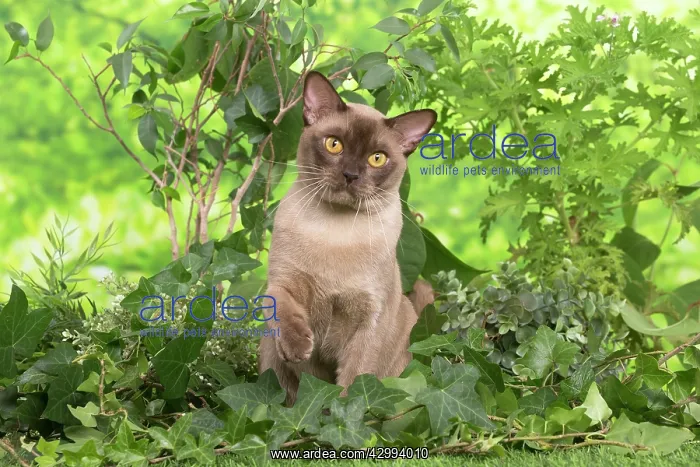 : Burmese cat outdoors in the garden : Burmese cat outdoors in the garden