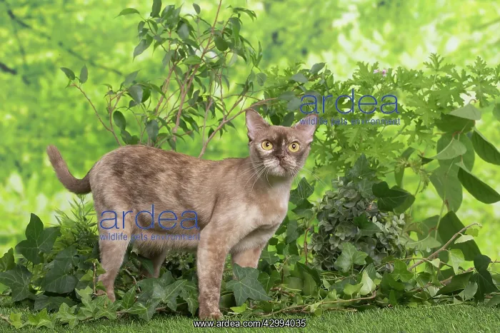 : Burmese cat outdoors in the garden : Burmese cat outdoors in the garden
