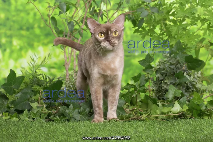 : Burmese cat outdoors in the garden : Burmese cat outdoors in the garden