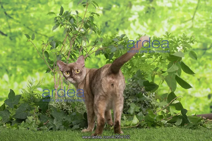 : Burmese cat outdoors in the garden : Burmese cat outdoors in the garden