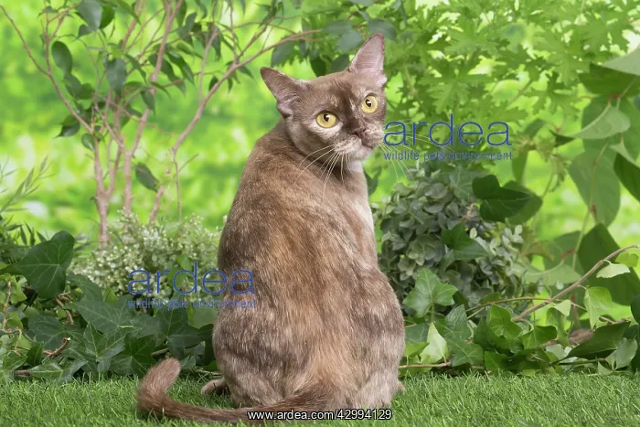 : Burmese cat outdoors in the garden : Burmese cat outdoors in the garden