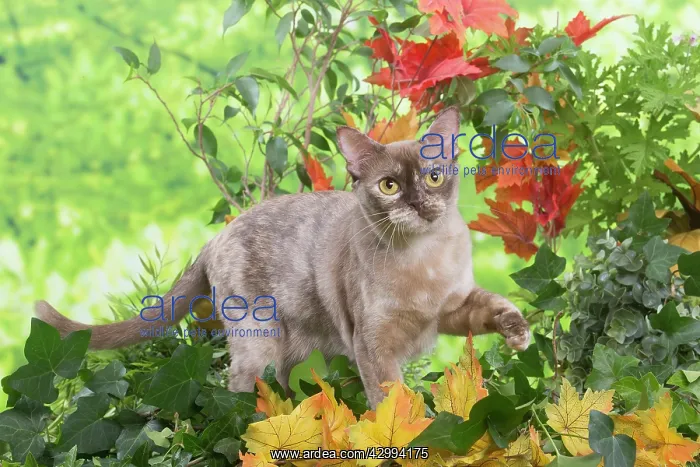 : Burmese cat outdoors in the garden : Burmese cat outdoors in the garden