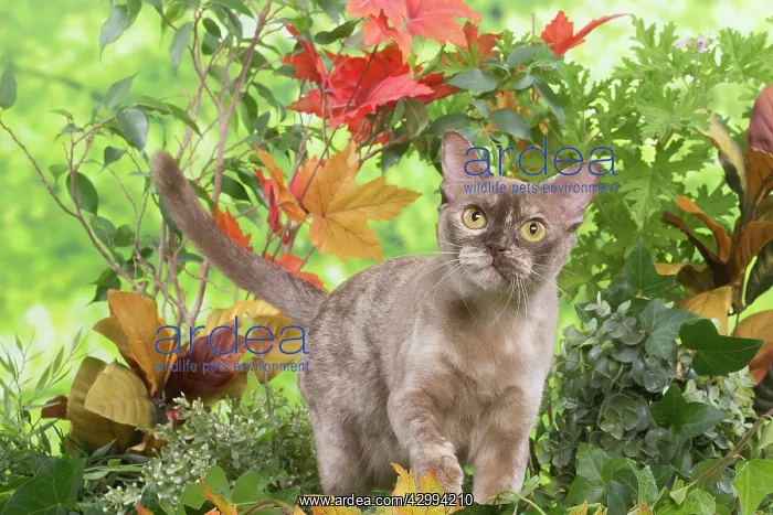 : Burmese cat outdoors in the garden : Burmese cat outdoors in the garden