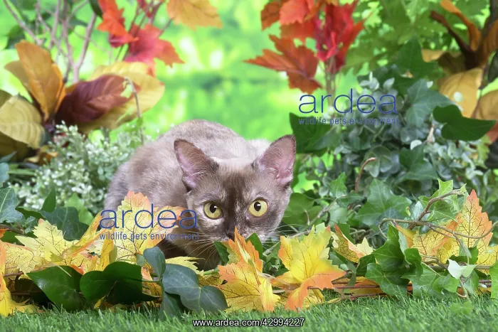 : Burmese cat outdoors in the garden : Burmese cat outdoors in the garden