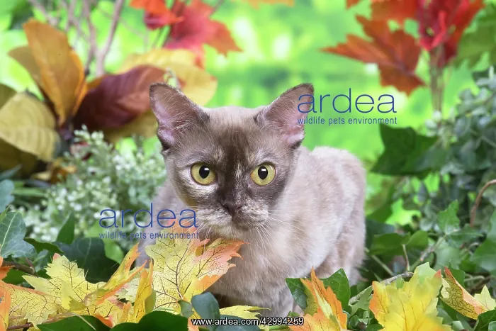  : Burmese cat outdoors in the garden