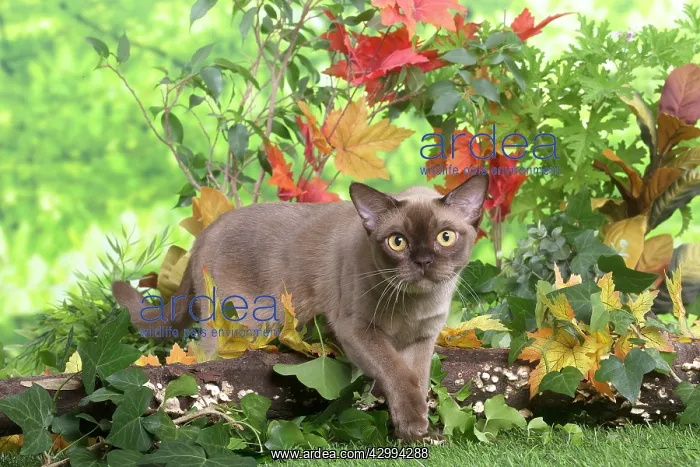 : Burmese cat outdoors in the garden : Burmese cat outdoors in the garden