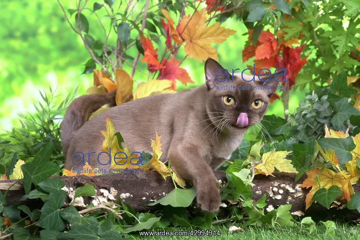 : Burmese cat outdoors in the garden : Burmese cat outdoors in the garden