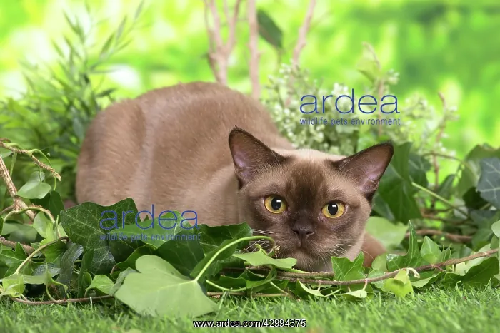 : Burmese cat outdoors in the garden : Burmese cat outdoors in the garden