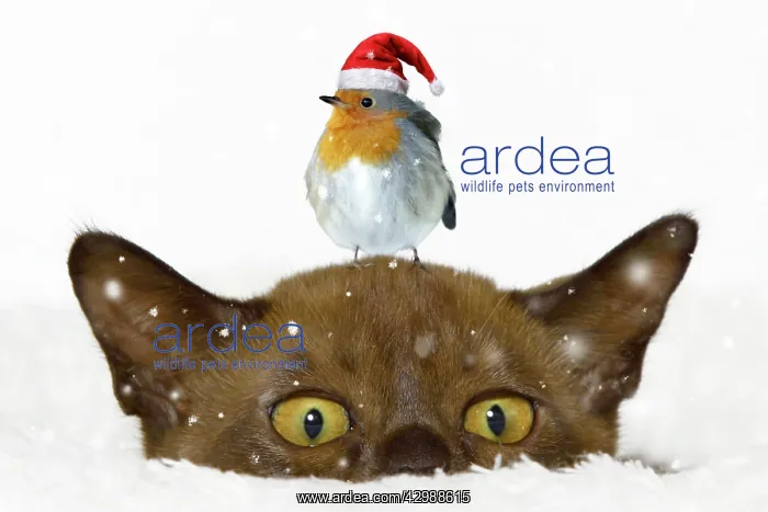 : Burmese cat with a robin sitting on its head Burmese : Burmese cat with a robin sitting on its head Burmese