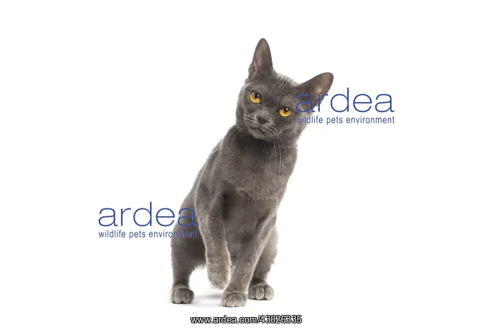  : Burmese Cat in the studio