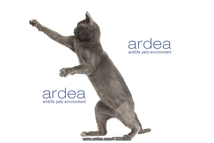  : Burmese Cat in the studio