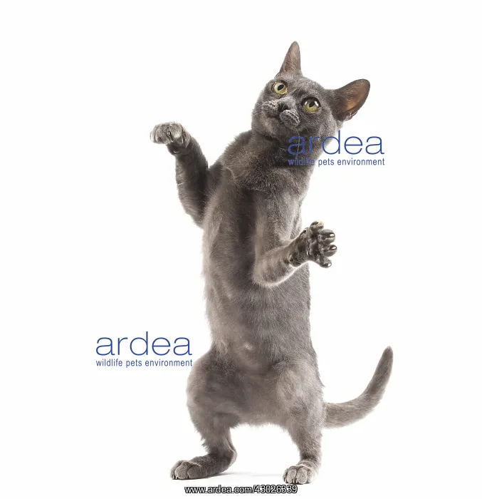  : Burmese Cat in the studio