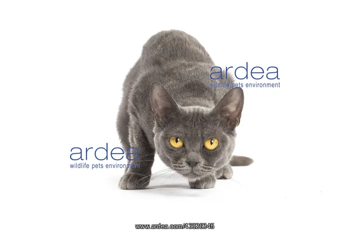  : Burmese Cat in the studio