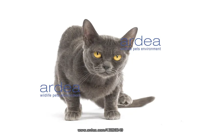  : Burmese Cat in the studio