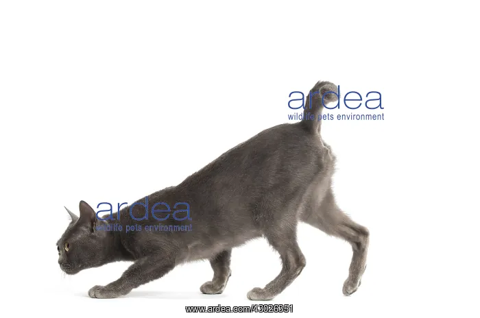  : Burmese Cat in the studio