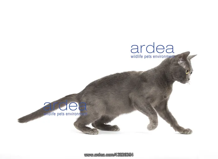  : Burmese Cat in the studio