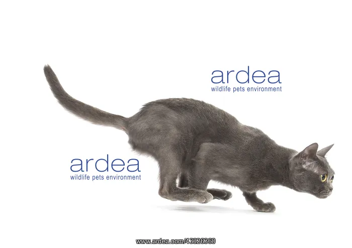  : Burmese Cat in the studio