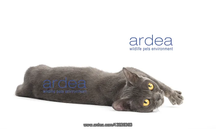  : Burmese Cat in the studio
