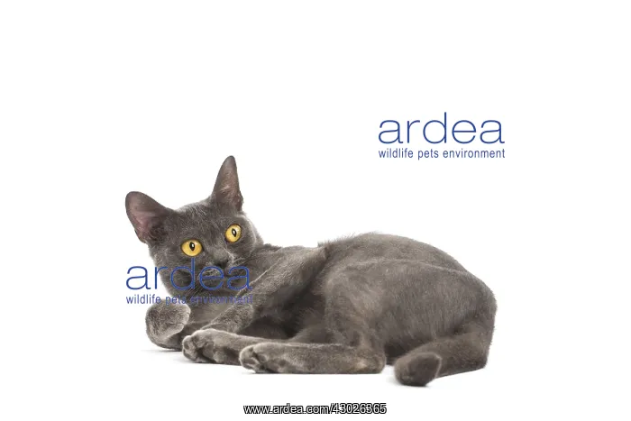  : Burmese Cat in the studio