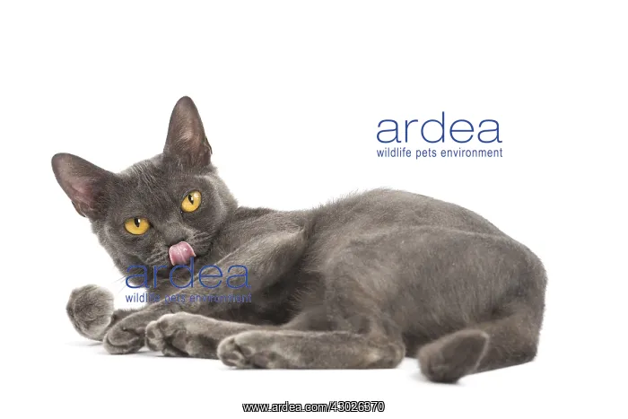  : Burmese Cat in the studio