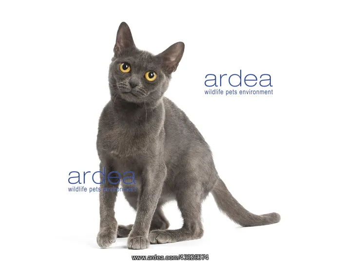  : Burmese Cat in the studio