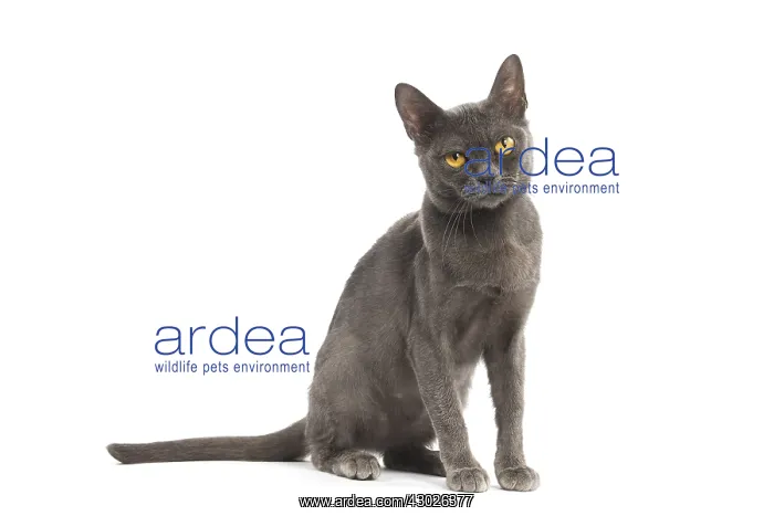  : Burmese Cat in the studio
