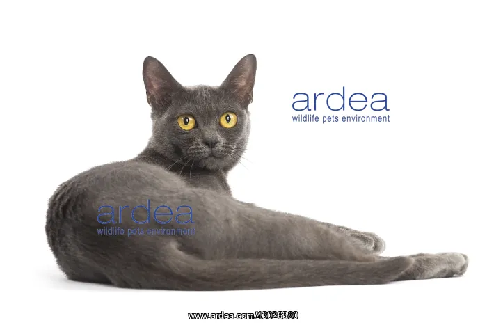  : Burmese Cat in the studio