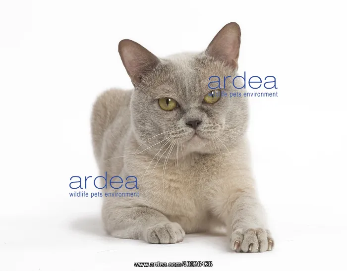 : Burmese Cat in the studio