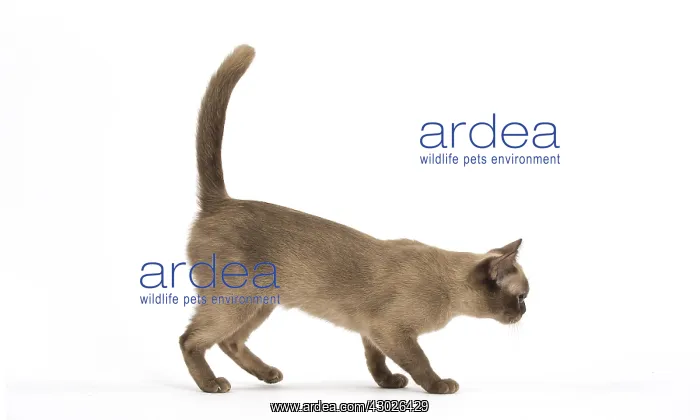  : Burmese Cat in the studio