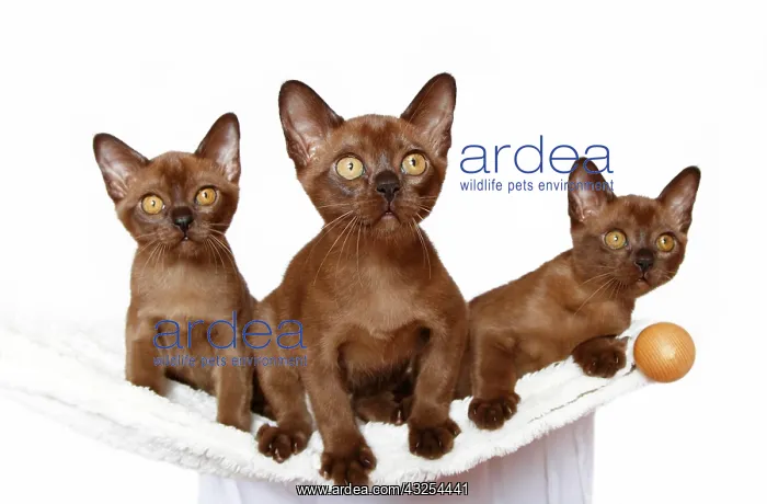 : Three Burmese cats, 10 weeks, on a hammock : Three Burmese cats, 10 weeks, on a hammock