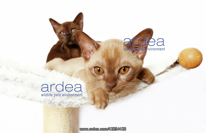 : Two Burmese cats, 10 weeks, lying on a hammock : Two Burmese cats, 10 weeks, lying on a hammock