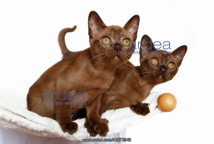 : Two Burmese cats, 10 weeks old : Two Burmese cats, 10 weeks old