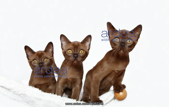 : Three Burmese cats, 10 weeks old : Three Burmese cats, 10 weeks old