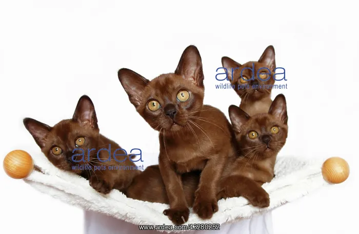 : Four Burmese cats, 10 weeks old : Four Burmese cats, 10 weeks old