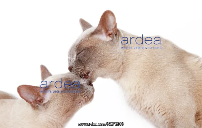 : Burmese cats, cuddling : Burmese cats, cuddling