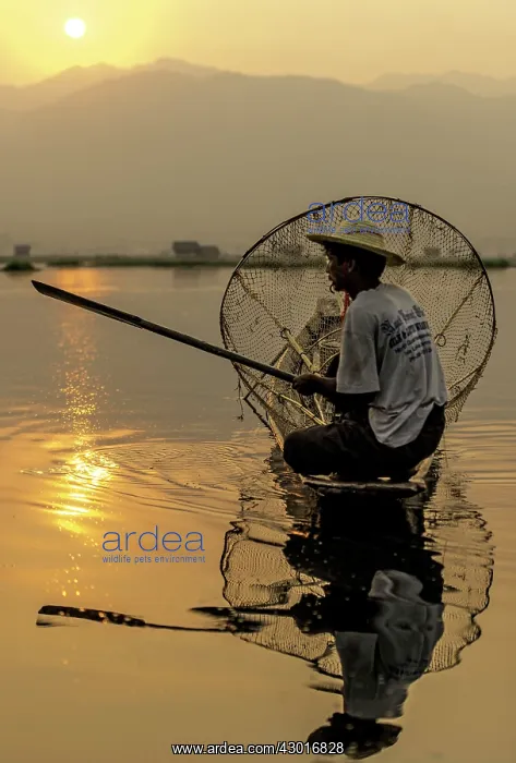  : Burmese Fisherman fishing at dawn
