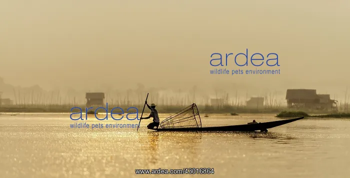 : Burmese Fisherman fishing at dawn with village in : Burmese Fisherman fishing at dawn with village in