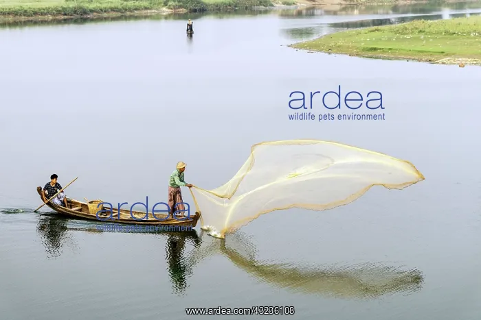 : Burmese Fishermen throwing a fishing net : Burmese Fishermen throwing a fishing net