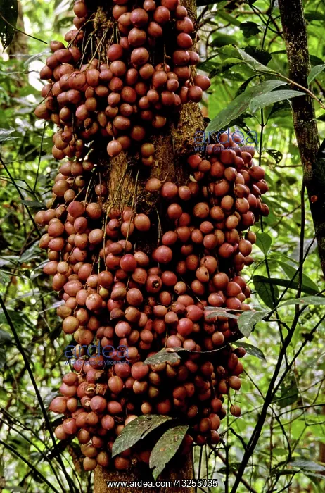 : Burmese Grape, Vietnam : Burmese Grape, Vietnam