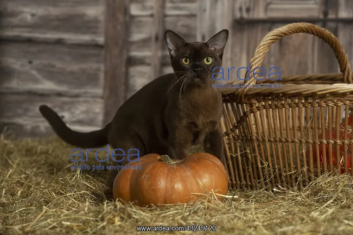 : Burmese kitten indoors in the straw in a barn : Burmese kitten indoors in the straw in a barn