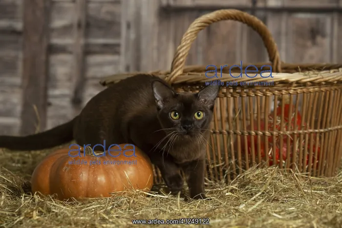  : Burmese kitten indoors in the straw in a barn