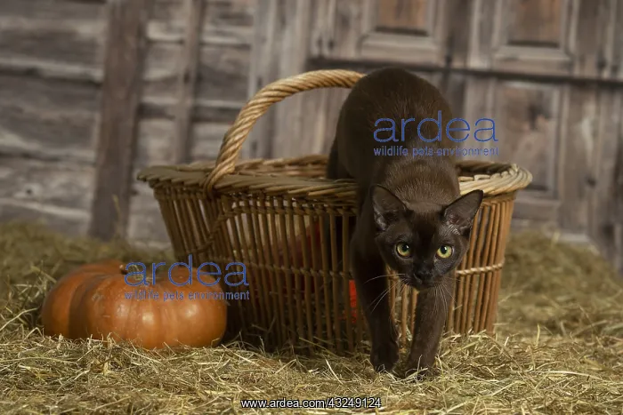 : Burmese kitten indoors in the straw in a barn : Burmese kitten indoors in the straw in a barn