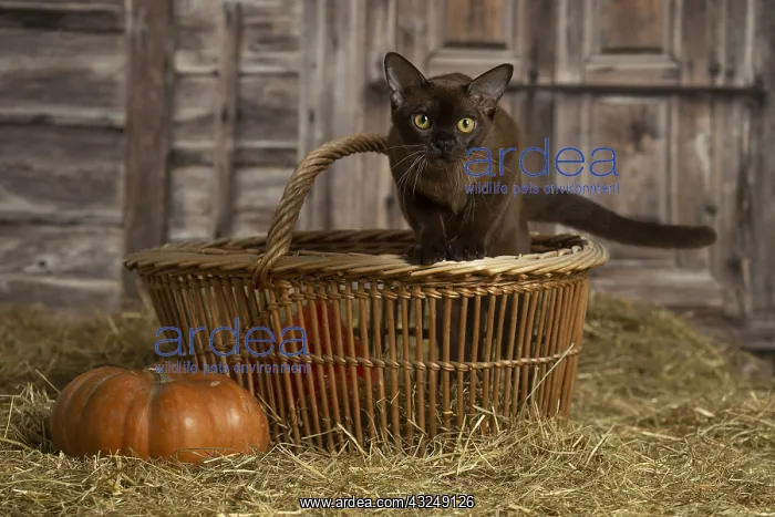  : Burmese kitten indoors in the straw in a barn
