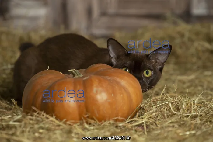 : Burmese kitten indoors in the straw in a barn : Burmese kitten indoors in the straw in a barn