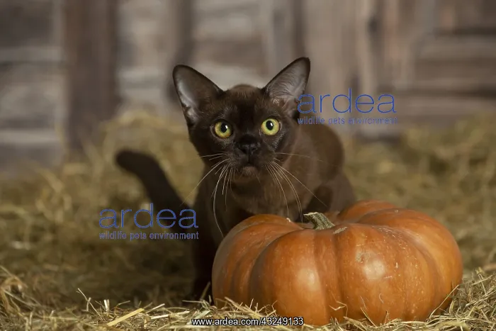 : Burmese kitten indoors in the straw in a barn : Burmese kitten indoors in the straw in a barn